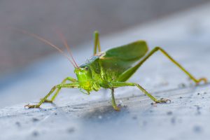Djurfotografi, insekt, Grön vårtbetare