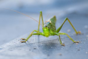 Djurfotografi, insekt, Grön vårtbitare framifrån