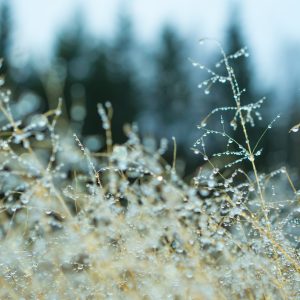 Många daggdroppar framför skogen