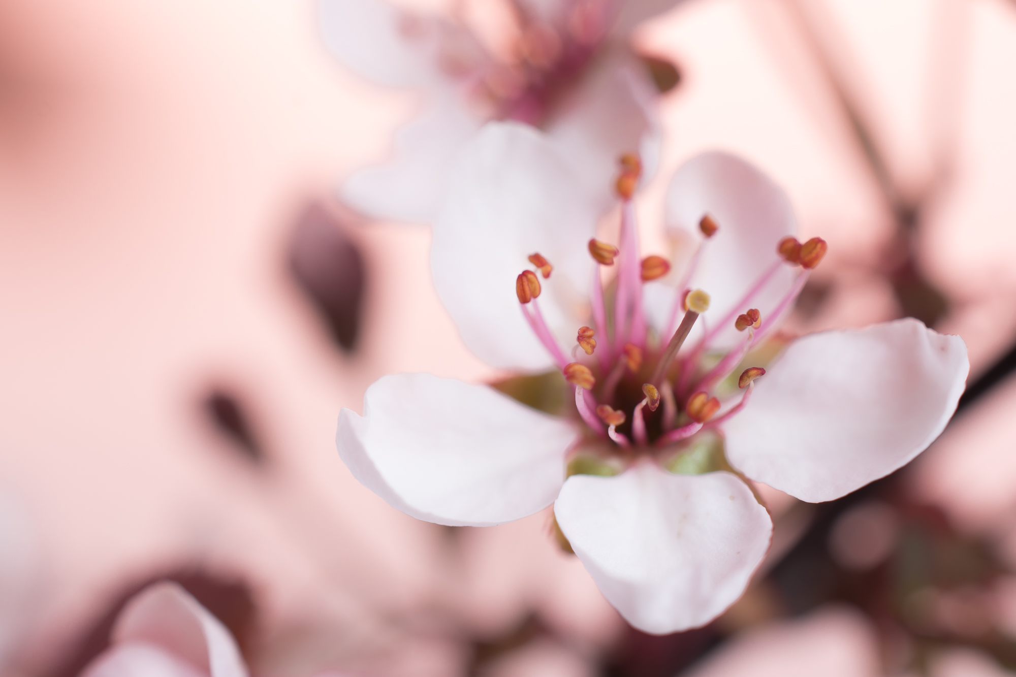 Körsbärsplommon, Prunus cerasifera ’Rosea’